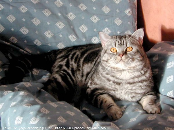 Photo de British shorthair