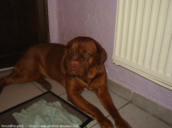 Photo de Dogue de bordeaux