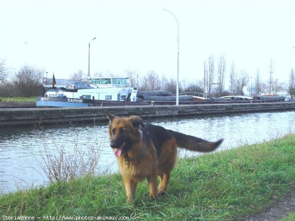 Photo de Berger allemand  poil court