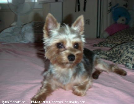 Photo de Yorkshire terrier