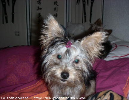 Photo de Yorkshire terrier