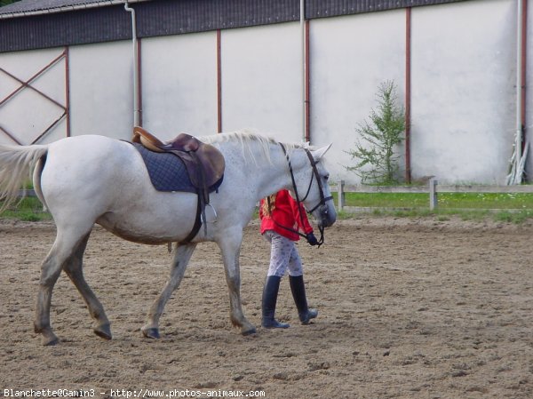 Photo de Poney franais de selle