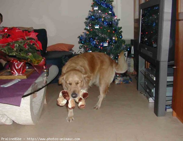 Photo de Golden retriever