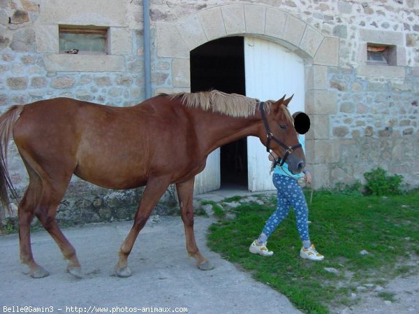 Photo de Poney franais de selle