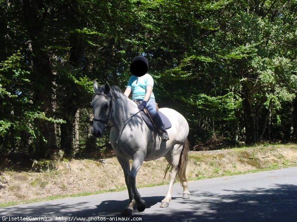 Photo de Poney franais de selle