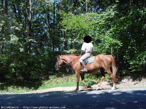 Photo de Poney franais de selle