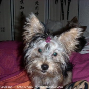 Photo de Yorkshire terrier