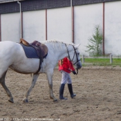 Photo de Poney franais de selle