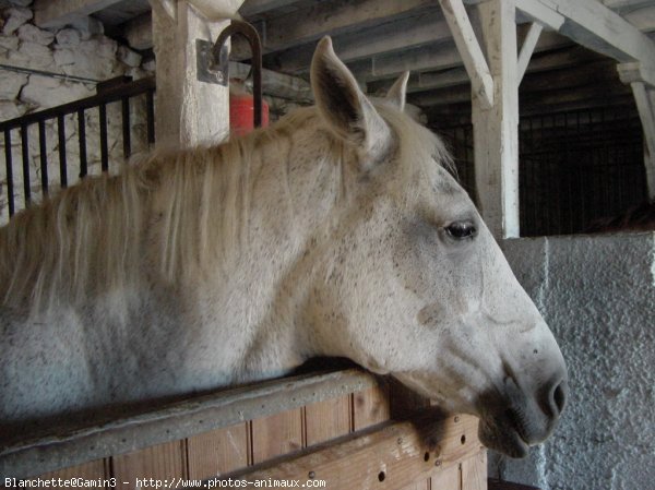 Photo de Poney franais de selle