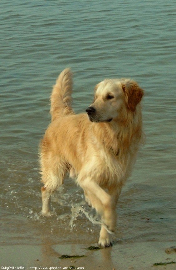 Photo de Golden retriever