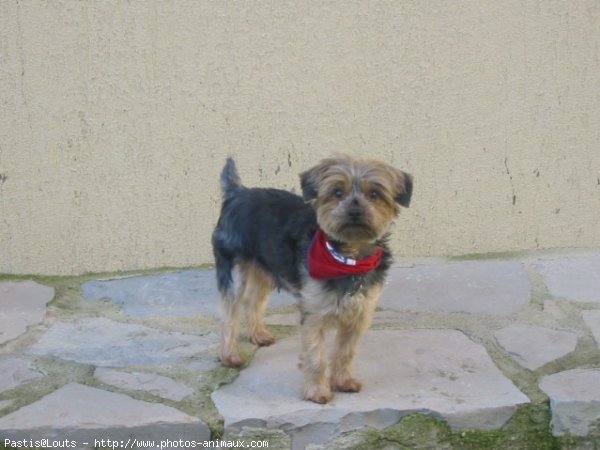 Photo de Yorkshire terrier