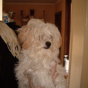 Photo de Bichon havanais