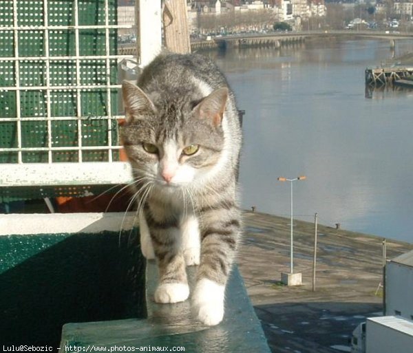 Photo de Chat domestique