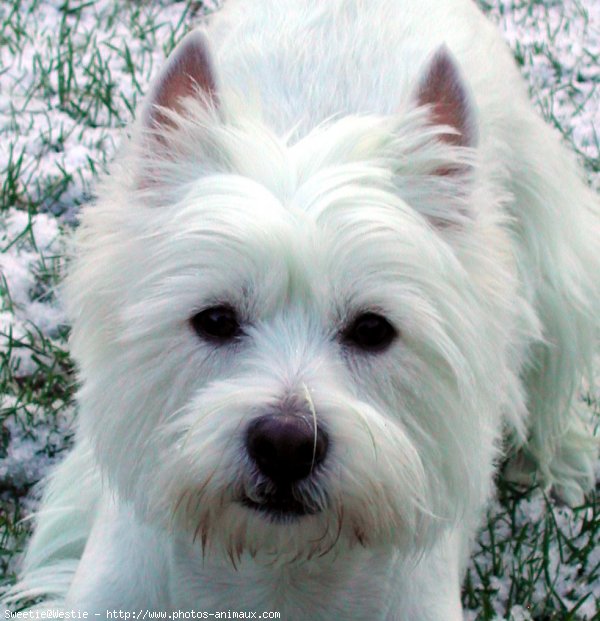 Photo de West highland white terrier