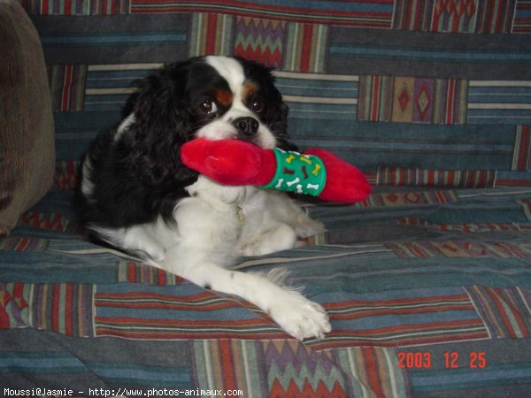 Photo de Cavalier king charles spaniel