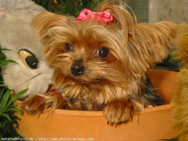 Photo de Yorkshire terrier