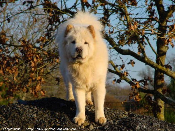 Photo de Chow chow