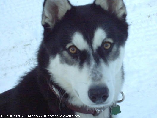 Photo de Husky siberien