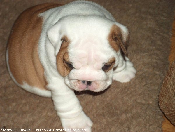 Photo de Bulldog