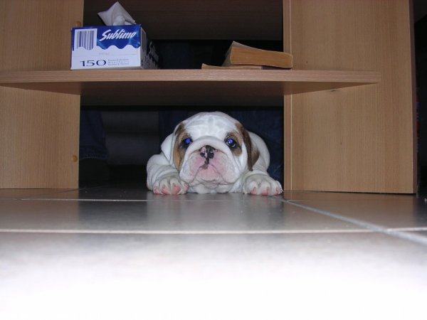 Photo de Bulldog