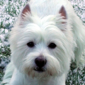 Photo de West highland white terrier