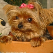 Photo de Yorkshire terrier