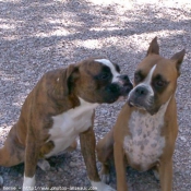 Photo de Boxer