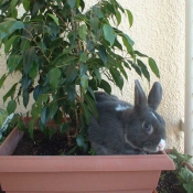 Photo de Lapin