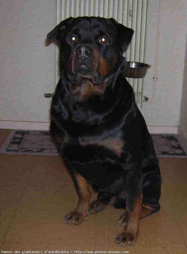 Photo de Rottweiler