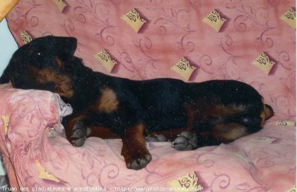 Photo de Rottweiler