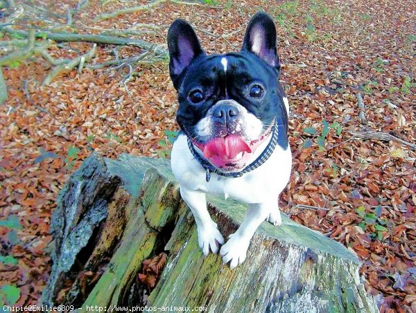 Photo de Bouledogue franais