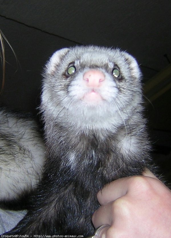 Photo de Furet