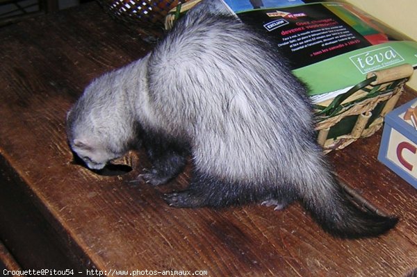 Photo de Furet