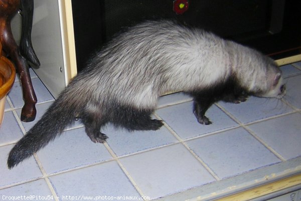 Photo de Furet