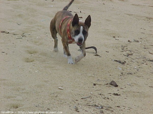 Photo de Races diffrentes