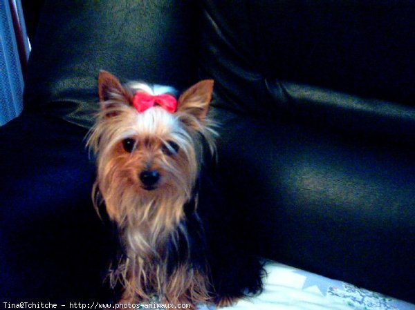 Photo de Yorkshire terrier