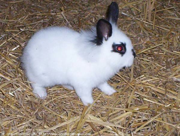 Photo de Lapin