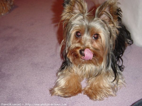 Photo de Yorkshire terrier