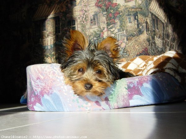 Photo de Yorkshire terrier