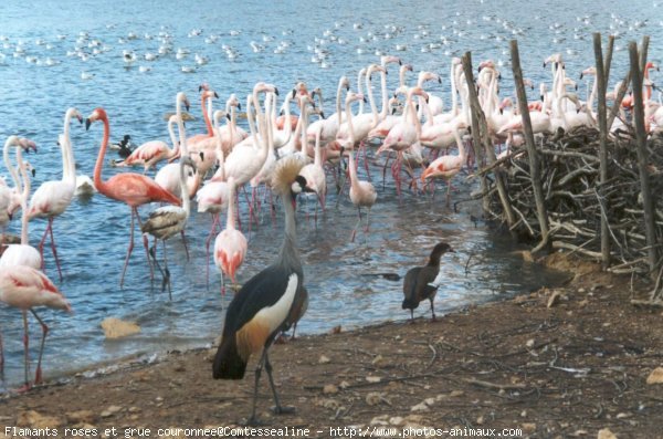 Photo de Flamand rose