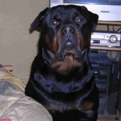 Photo de Rottweiler