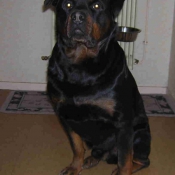 Photo de Rottweiler