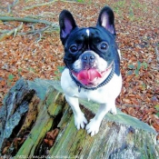 Photo de Bouledogue franais