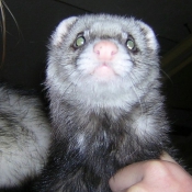 Photo de Furet