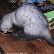 Photo de Furet