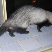 Photo de Furet