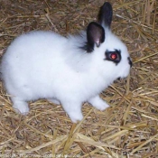 Photo de Lapin