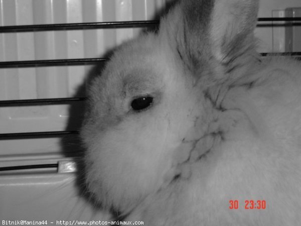 Photo de Lapin