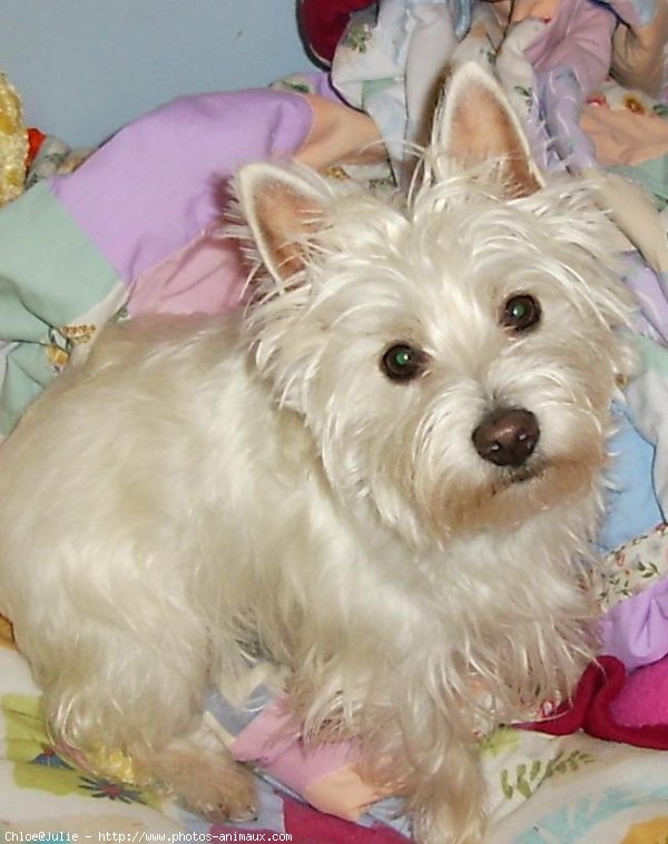 Photo de West highland white terrier