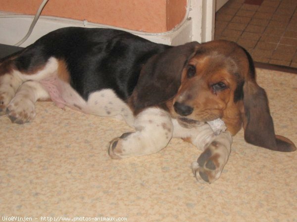 Photo de Basset hound